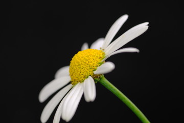 margaret flower isolated