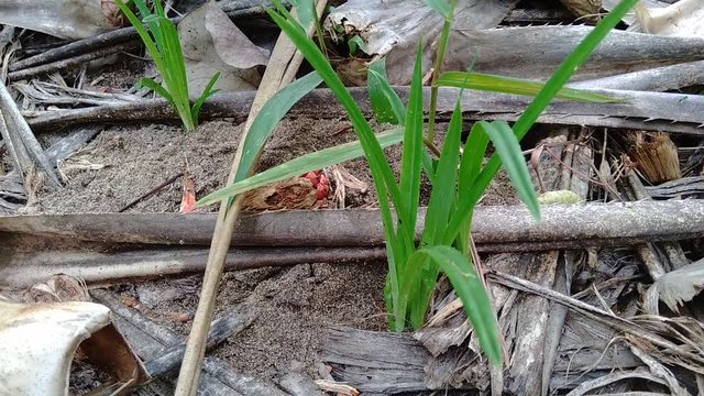 Fragrant Screwpine (Pandanus fascicularis, Pandanus odorifer, Pandanus tectorius) with nature background. Fragrant plant in Indonesia.