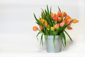 Fresh tullips in metall pail on white background.