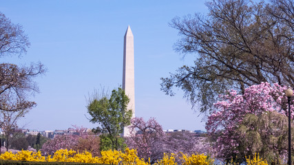 Cherry blossom and Washington Monument in Washington D.C. National Mall.