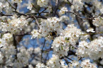 flowering tree against a blue sky and a bumblebee collecting pollen