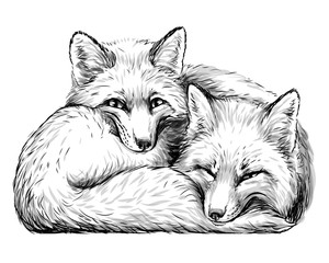 Little foxes. Wall sticker. Hand-drawn, sketch portrait of two cute smiling sleeping little foxes on a white background.