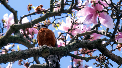 American Robin on pink flowers cherry blossom tree image background picture