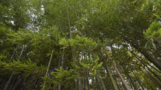 Foret de bambous verts naturels
