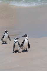 on the beach a pair of penguins are looking at each other, the third is standing aside