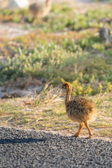 a baby ostrich walks along the side of an asphalt road along