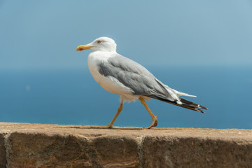 sea gull steps on a stone wall against a blue sky