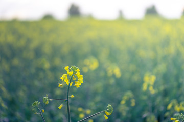 Outdoor photo of canola plant. Mustard flower blossom. Rape (Brassica napus, rapeseed, oil seed, canola). Beautiful flower of the rapeseed closeup on a natural background, selective focus.