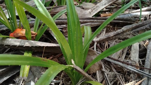 Fragrant Screwpine (Pandanus fascicularis, Pandanus odorifer, Pandanus tectorius) with nature background. Fragrant plant in Indonesia.