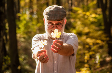 Botanist examine herbs. Bearded grandfather in forest. Man enjoy autumn nature. Curiosity to botany. Explore world around. Pensioner hiking in forest on sunny autumn day. Old man collect leaves