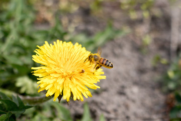 mniszek i pszczoła 