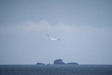 Fototapeta na wymiar Bird flying over the ocean