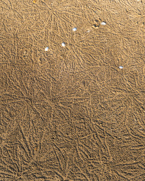 Weligama beach crabs sand trases 