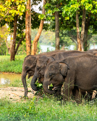 Baby elephants in Udawalawe park