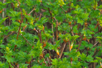 The first green leaves on the bushes. Juicy vibrant green background.