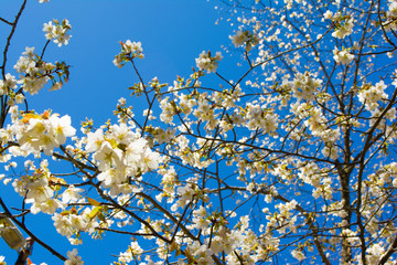 奥多摩の桜