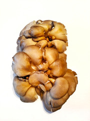 oyster mushrooms. heap of mushrooms on a white background. fresh mushrooms.