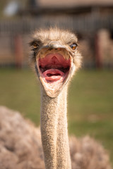 ostrich head screaming loudly with mouth wide open
