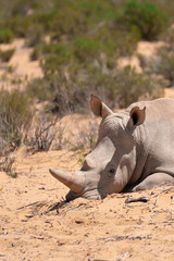 front of a sleepy rhino lying in the sand