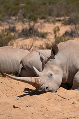 rhino with a long horn lies among the relatives in the sand