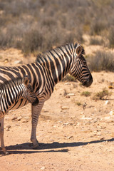 front of Mom and baby zebra standing on a dusty road in the savannah