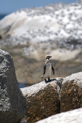 proud penguin on a rock on a background of penguin beach
