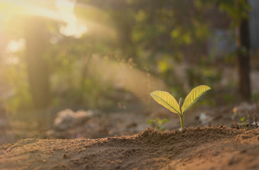 Growing plant,Young plant in the morning light on ground background, New life concept.Small plants on the ground in spring.fresh,seed,Photo fresh and Agriculture concept idea.