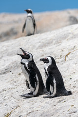 a pair of penguins on white sand, one screaming