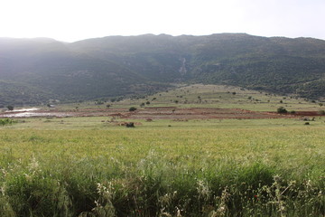 Fototapeta premium Rice terraces in Lebanon