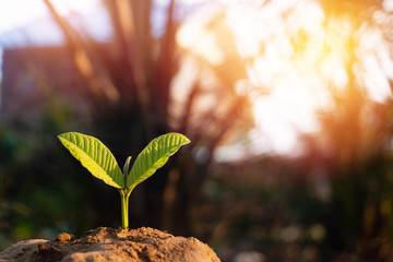 Growing plant,Young plant in the morning light on ground background, New life concept.Small plants on the ground in spring.fresh,seed,Photo fresh and Agriculture concept idea.