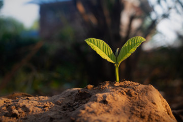 Growing plant,Young plant in the morning light on ground background, New life concept.Small plants on the ground in spring.fresh,seed,Photo fresh and Agriculture concept idea.