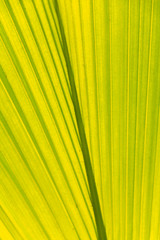 Banana green leaf close up background.Textured,abstract background,leaves,fresh green,photo concept nature and plant.
