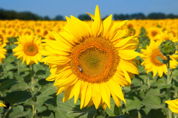 Blooming sunflower head with seeds against the blue sky. A field of sunflowers. A bee is sitting on a flower.