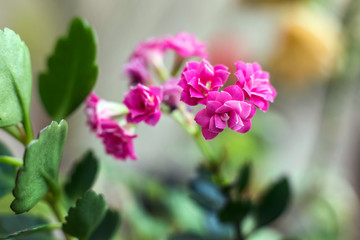Bright pink Kalanchoe flowers in the garden.