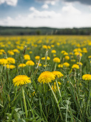 Fototapeta premium Wiese mit Löwenzahn unter blauen Himmel mit Wolken, Taraxacum