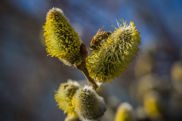 Weidenkätzchen im Frühling