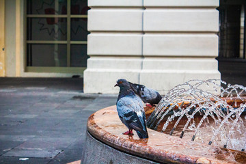 bird, pigeon, raven, nature, dove, animal, crow, black, wildlife, beak, feather, park, jackdaw,...