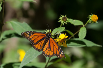 Monarch Butterfly feeding on a sunflower
