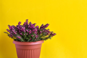 Erica plant in purple in a brown plastic pot on a yellow background. Blooming heather. House plant.
