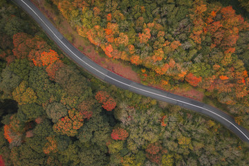 Autumn drone shot