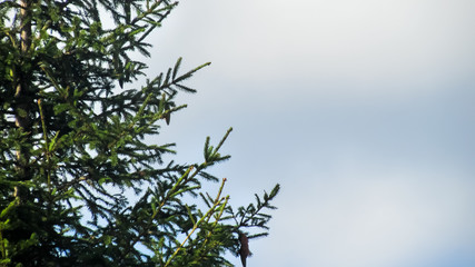 Branches of a green Christmas tree on a background of blue sky. Background. Place for text