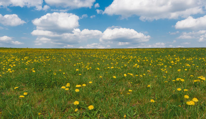 Wiese mit Löwenzahn unter blauen Himmel mit Wolken, Taraxacum