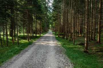 Walk through the forest in the Italian Dolomites