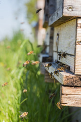 Honigbienen fliegen in Bienenstock