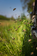 Honigbienen fliegen in Bienenstock