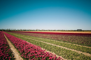 Beautiful view of the tulip flower fields in the Netherlands, Europe. 