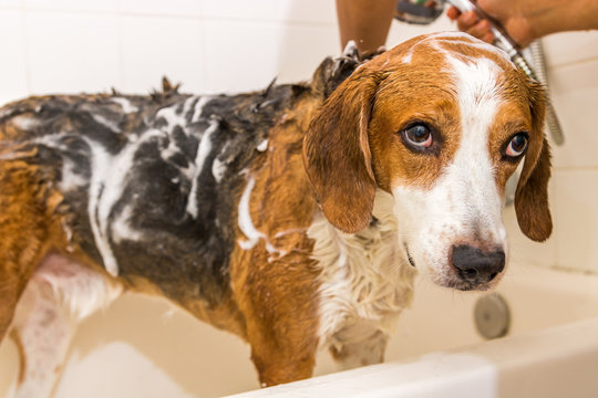 Large Beagle mix all soaped up in the shower - Close up view.