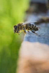 Honigbienen fliegen in Bienenstock