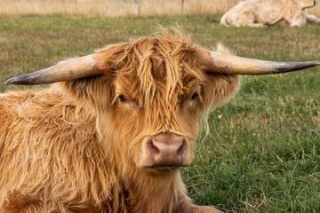 highland cow