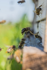Honigbienen fliegen in Bienenstock